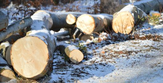 Baumstämme im Winter