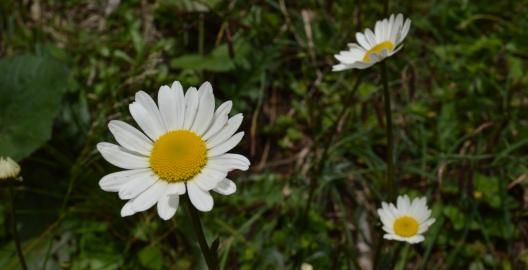 Weiße Blüten