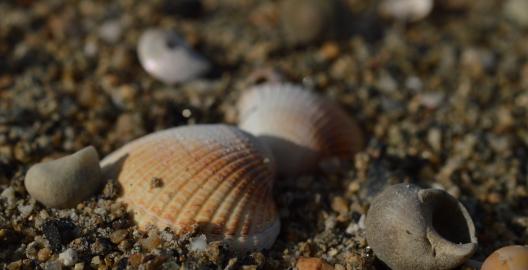 Muscheln am Meer