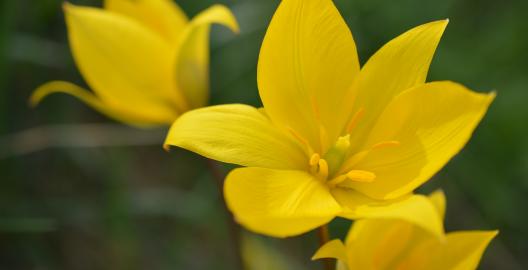Wilde Tulpen