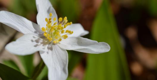 Es ist Frühling