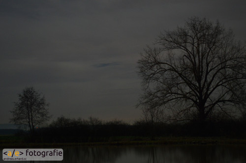 Der Baum am Teich
