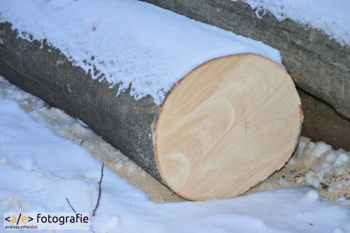 Der Baumstamm im Schnee