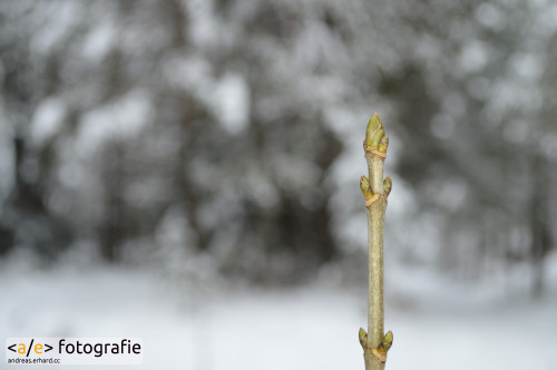 Knospe im Schnee