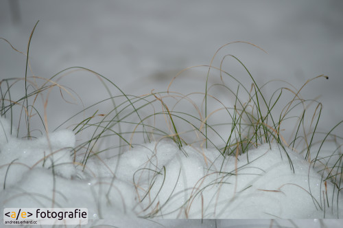 Grashalme im Schnee