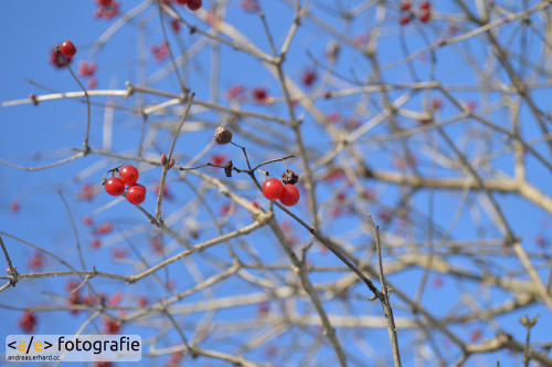 Der Beeren-Himmel