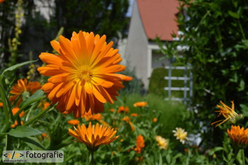 Eine Ringelblume