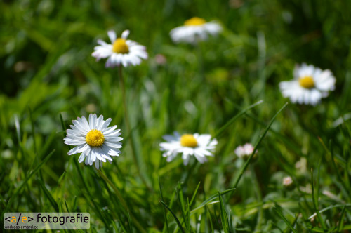 Gänseblümchen
