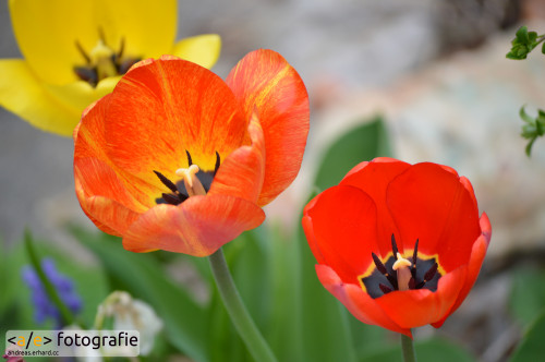 Tulpen im Garten