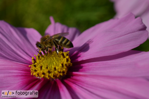 Biene im Herbst