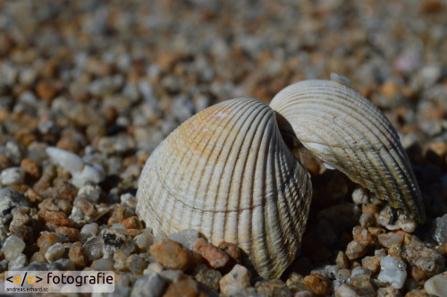Muschel am Strand