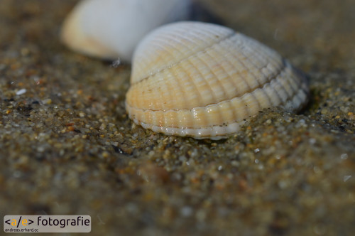 Muschel im Sand