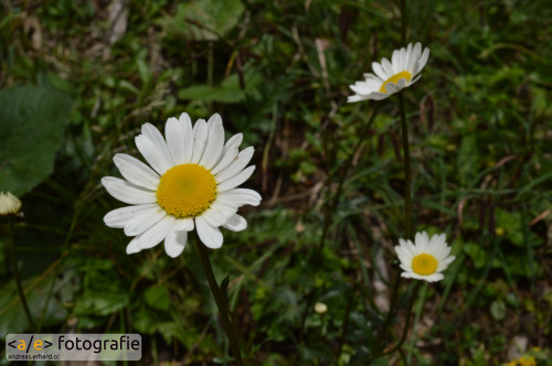 Weiße Blüten