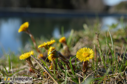 Blume am Wasser
