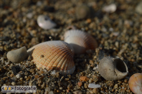 Muscheln am Meer