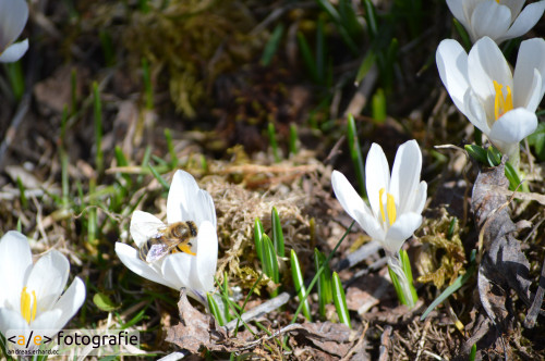 Krokus mit Biene