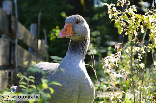 Gans im Garten