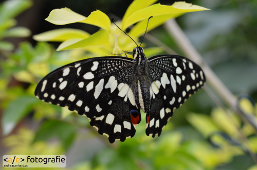 Schmetterling