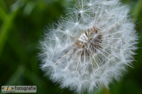 Pusteblume