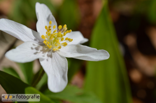 Es ist Frühling