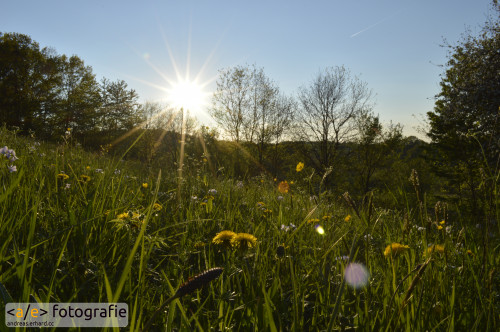 Blumenwiese