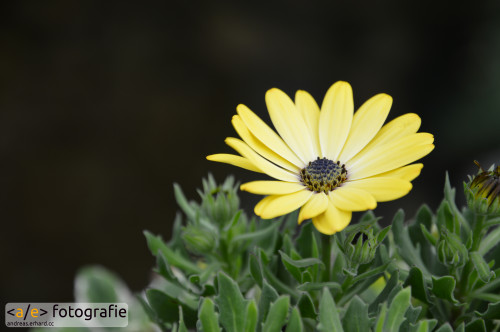 Gelbe Blüte