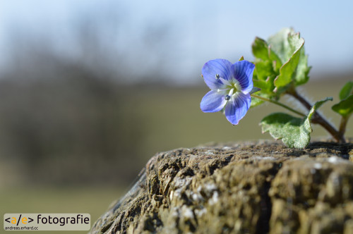 Blaues Blümchen