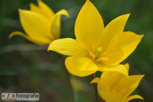 Wilde Tulpen