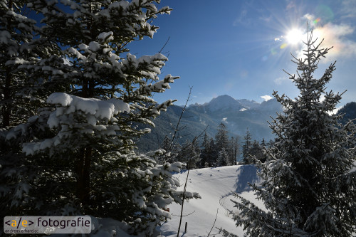 Waldblick