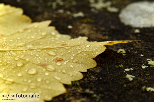 Herbstlaub