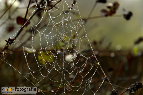 Herbstliches Spinnennetz